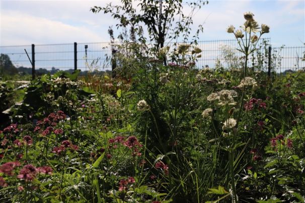 Shaggy und Ruby Star